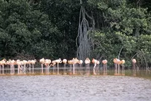 Flamingo Gallery: Flamingos, Celestun National Wildlife Refuge