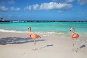 Flamingo Gallery: Flamingos on Flamingo beach, Renaissance Island, Oranjestad, Aruba, Lesser Antilles