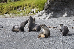 Jointly Gallery: Fur seals, Fortuna Bay, South Georgia, South Atlantic