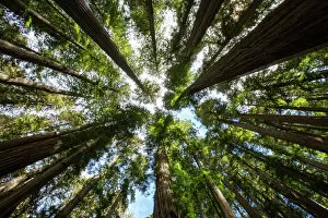 giant redwoods boy scout tree trail jedediah