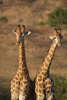 Jointly Gallery: Giraffes (Giraffa camelopardalis)