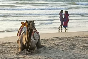 Seated Collection: Two girls on beach at dusk, camel waiting, Ganpatipule, Karnataka, India, Asia