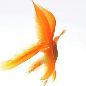Swim Gallery: Goldfish