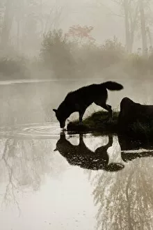 Pond Collection: Gray wolf (Canis lupus) drinking in the fog