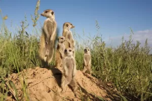 Full Body Gallery: Group of meerkats (Suricata suricatta), Kalahari Meerkat Project, Van Zylsrus