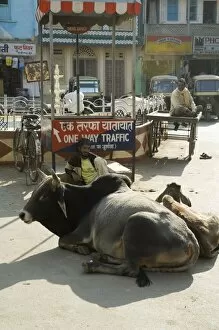 Seated Collection: Holy cows on streets of Dungarpur
