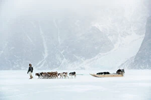 Adventure Collection: Inuit hunter walking his dog team on the sea ice in a snow storm, Greenland, Denmark