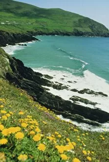 Munster Collection: Irish summer colours, Slea Head, Dingle Peninsula, County Kerry, Munster