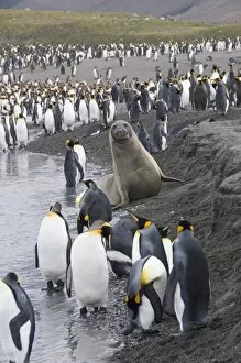 Jointly Gallery: King penguins and fur seals, St. Andrews Bay, South Georgia, South Atlantic