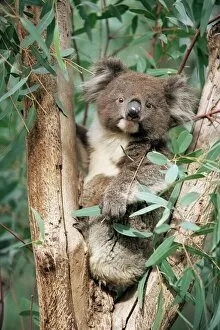 Seated Gallery: Koala bear, Phascolarctos cinereus, among eucalypt leaves, Gorge Wildlife Park