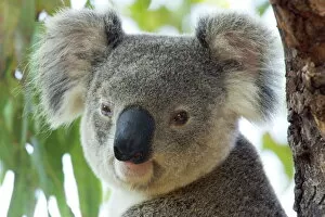 Seated Gallery: Koala, (Phascolartos cinereus), Magnetic Island, Queensland, Australia