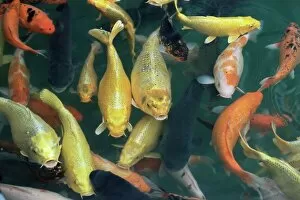 Swim Gallery: Koi carp fish in pool