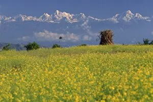 Kathmandu Valley Gallery: Landscape of yellow flowers of mustard crop and the