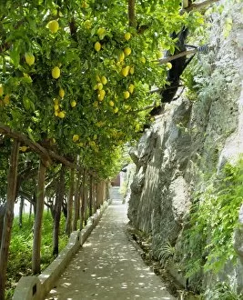 Summer Time Collection: Lemon groves