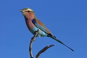 Seated Gallery: Lilac-breasted roller (Coracias caudata)