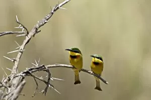 Multi Color Gallery: Little bee-eater (Merops pusillus) pair