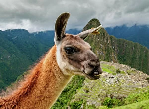 Old Ruins Collection: Llama in Machu Picchu, Cusco Region, Peru, South America