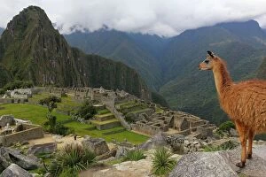 Old Ruins Collection: Llama standing at Machu Picchu viewpoint, UNESCO World Heritage Site, Peru, South America