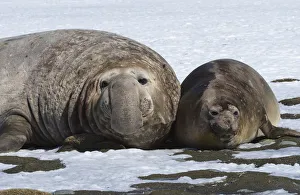 Male Southern Elephant seal (Mirounga leonina) with female on snow, Salisbury Plain Male Southern Elephant seal (Mirounga leonina) with female on snow, Salisbury Plain