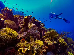 Netherlands Antilles Gallery: Man scuba diving while exploring the coral reefs of Bonaire, Netherlands Antilles
