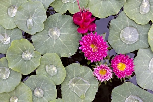 Nasturtium leaves with water droplets, Fuscia and other pink flowers floating on a pond, Kalaw, Myanmar (Burma) Nasturtium leaves with water droplets, Fuscia and other pink flowers floating on a pond, Kalaw, Myanmar (Burma)
