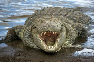 Swim Gallery: Nile crocodile (Crocodylus niliticus) on shore of Mara River with open jaws