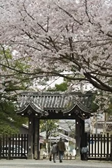 Men And Women Gallery: Old couple walking through gate under spring cherry tree blossom