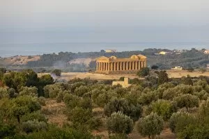 The olive grove frames the Temple of Concordia, an ancient Greek temple in the Valle dei Templi