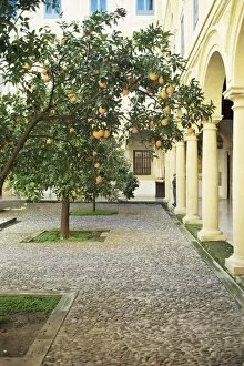 Court Yard Gallery: Orange tree in courtyard