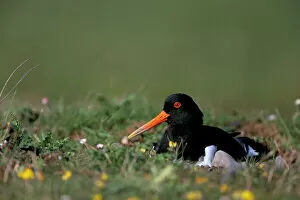 Seated Collection: Oystercatcher (Haematopus ostralegus) on nest, South Walney Reserve, Cumbria