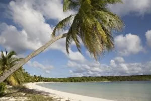 Tranquil Collection: Palm tree and sandy beach in Sun Bay in Vieques, Puerto Rico, West Indies