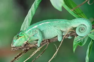 Seated Collection: Panther chameleon on a branch