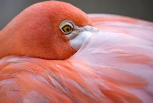 Netherlands Antilles Gallery: Pink flamingo in Curacao, Netherlands Antilles, Caribbean, Central America