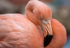 West Indian Collection: Pink flamingo in Curacao, Netherlands Antilles, Caribbean, Central America