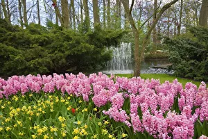 Vibrant Gallery: Pink hyacinths and daffodils, Keukenhof, park and gardens near Amsterdam