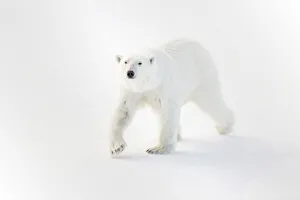 : Polar Collection