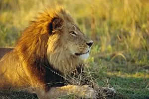 Seated Collection: Portrait of a Lion (Panthera leo), Okavango Delta, Botswana