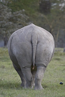 Jointly Gallery: Rear view of a white rhinoceros (Ceratotherium simum), Lake Nakuru National Park