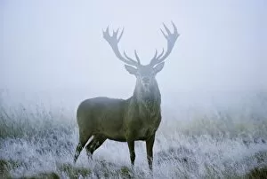 Country Side Collection: Red deer (cervus elaphus) stag at dawn during rut in September, UK, Europe