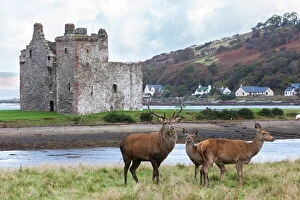 Castle Gallery: Red deer, Lochranza, Isle of Arran, Scotland, United Kingdom, Europe