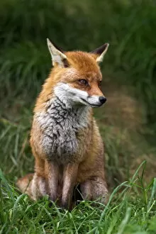 Seated Collection: Red fox, Vulpes vulpes, captive, United Kingdom, Europe