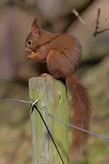 Seated Collection: Red squirrel (Sciurus vulgaris), Formby, Liverpool, England, United Kingdom, Europe