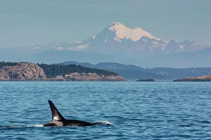 Swimming Gallery: Resident killer whale bull, Orcinus orca, Cattle Pass, San Juan Island, Washington