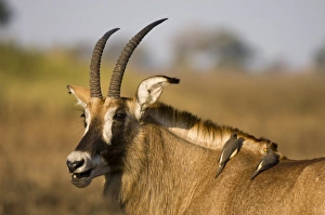 Jointly Gallery: Roan antelope and two oxpeckers, Busanga Plains, Kafue National Park, Zambia, Africa