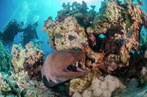Egypt Gallery: Two scuba divers, giant moray (Gymnothorax javanicus) with open mouth, and coral reef