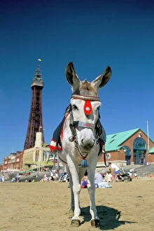 Full Body Gallery: Seaside donkey on beach with Blackpool tower behind, Blackpool, Lancashire