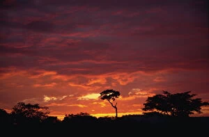 Day Break Gallery: Silhouette of African trees at sunrise, Uganda, East Africa, Africa