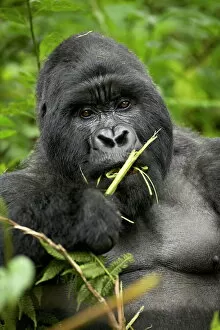 Food And Drink Collection: Silverback mountain gorilla (Gorilla gorilla beringei), Group 13, Volcanoes National Park