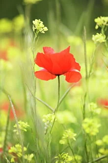Wildflower Collection: Single poppy in a field of wildflowers, Val d Orcia, Province Siena, Tuscany, Italy, Europe