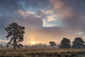 Strensall Common Lowland Heath Nature Reserve near York, North Yorkshire, Yorkshire Strensall Common Lowland Heath Nature Reserve near York, North Yorkshire, Yorkshire